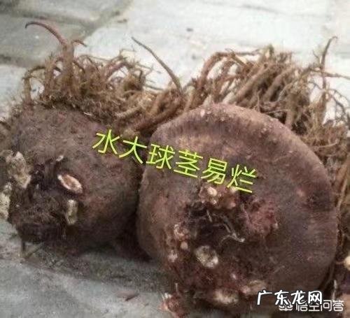 仙客来该如何养护呢？