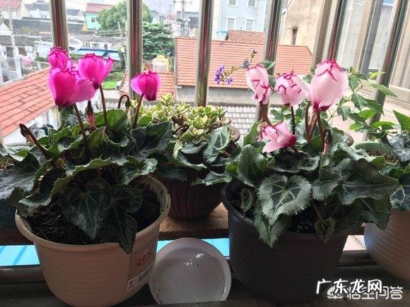 仙客来该如何养护呢？