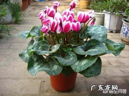 仙客来该如何养护呢？