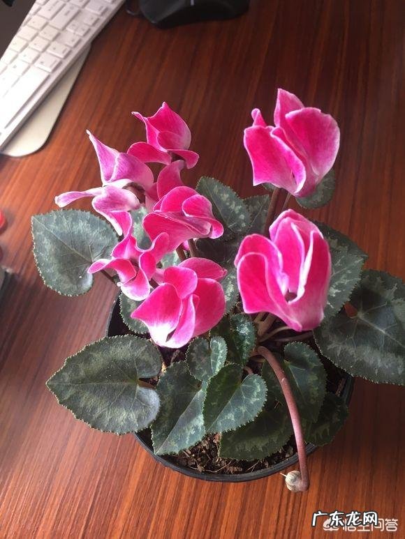 仙客来该如何养护呢？