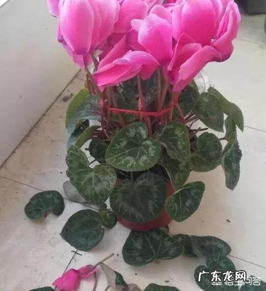 仙客来该如何养护呢?