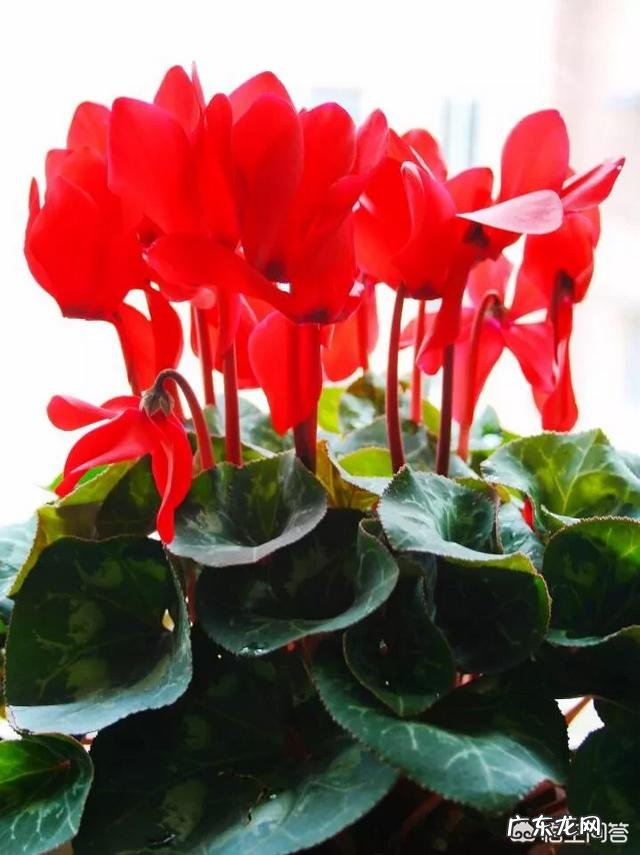 仙客来该如何养护呢？