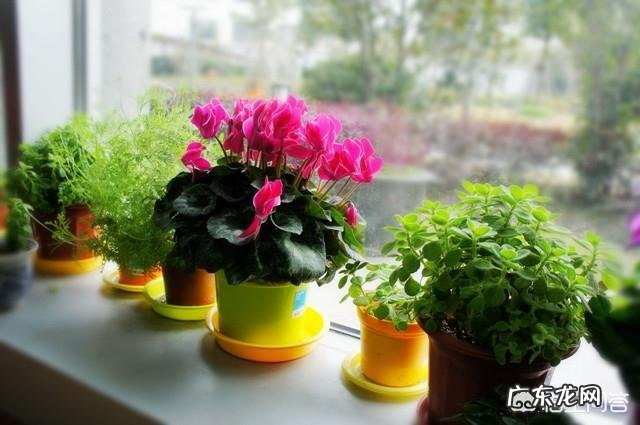 仙客来该如何养护呢?