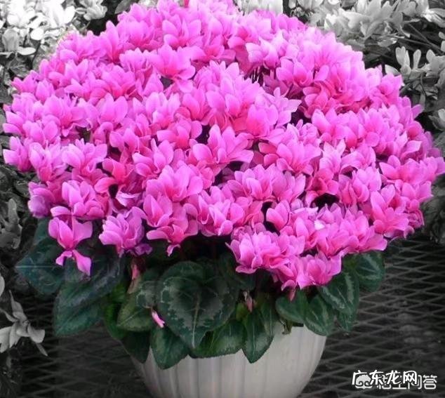 仙客来该如何养护呢？