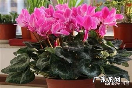 仙客来该如何养护呢？