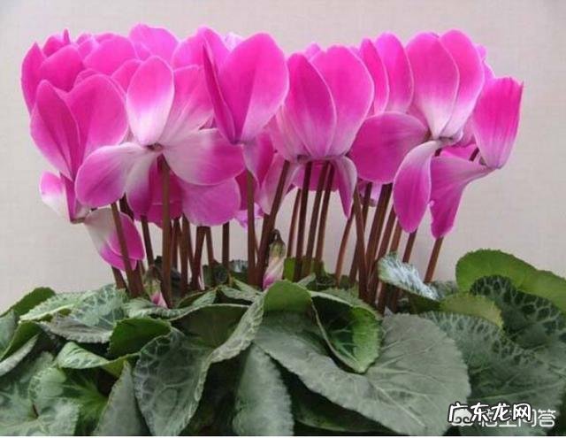 仙客来该如何养护呢?