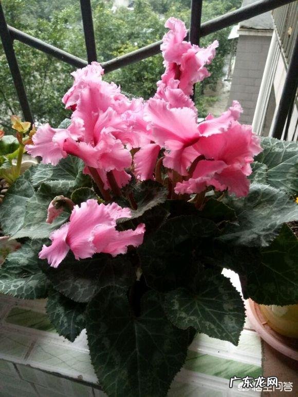 仙客来该如何养护呢？