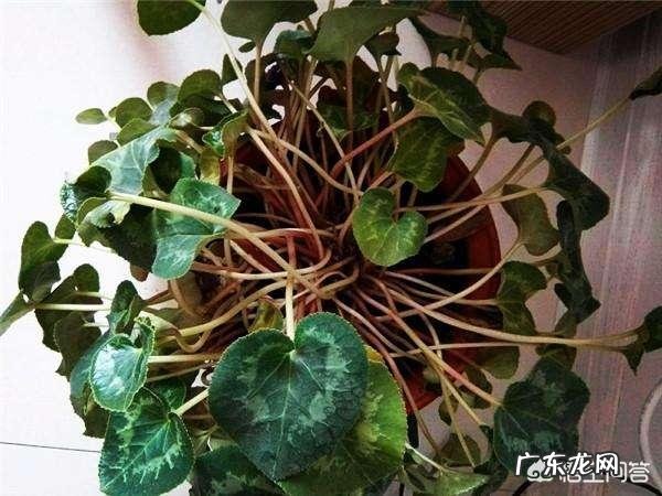 仙客来该如何养护呢？