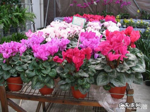 仙客来该如何养护呢？