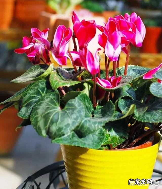 仙客来该如何养护呢？