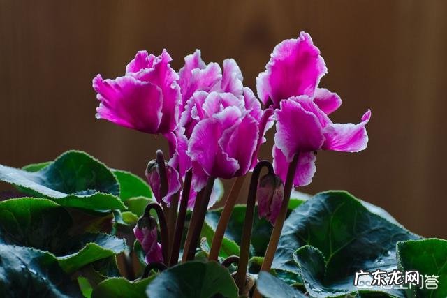 仙客来该如何养护呢?