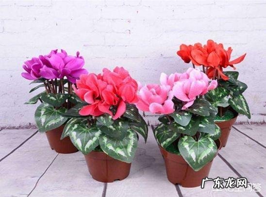 仙客来该如何养护呢?