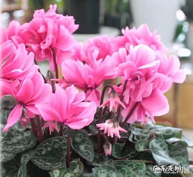 仙客来该如何养护呢？