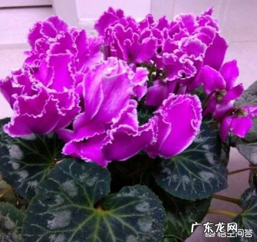 仙客来该如何养护呢?