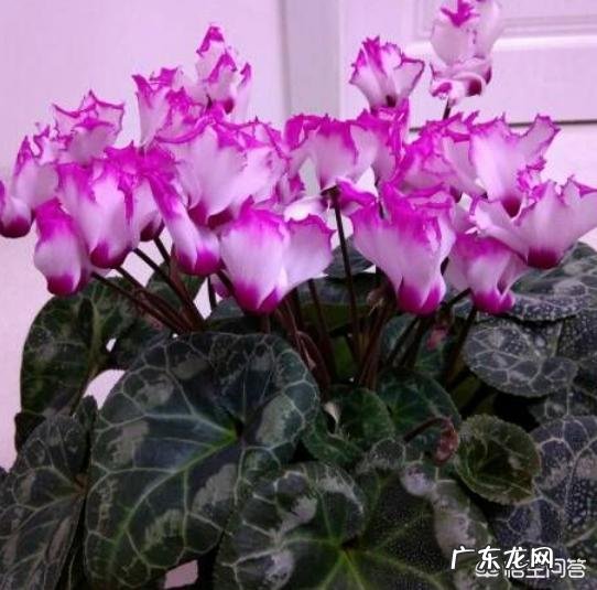 仙客来该如何养护呢?