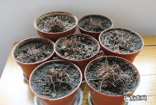 仙客来该如何养护呢?