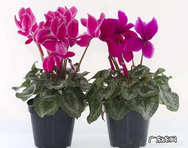 仙客来该如何养护呢？