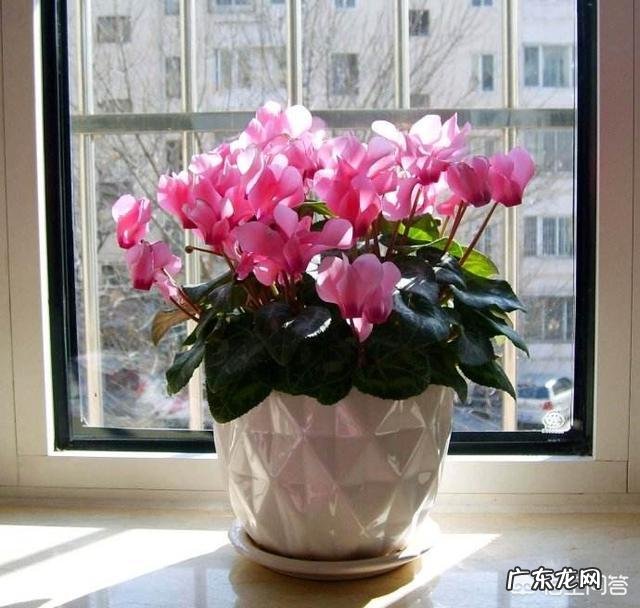 仙客来该如何养护呢？