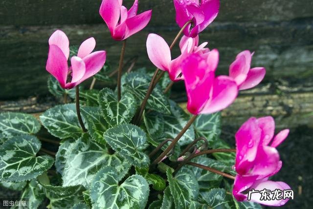 仙客来该如何养护呢?