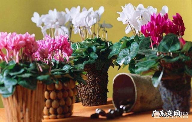 仙客来该如何养护呢？