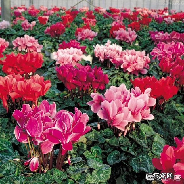 仙客来该如何养护呢?