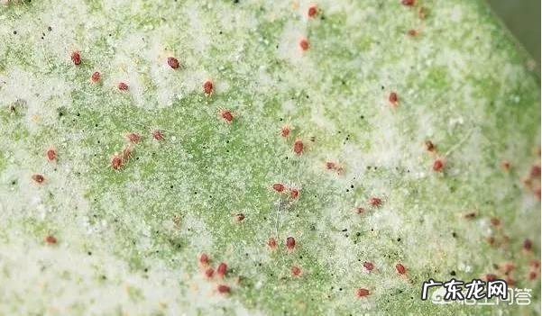 花盆土壤里密密麻麻的小虫怎么办?