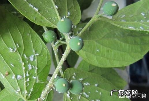 花盆土壤里密密麻麻的小虫怎么办?