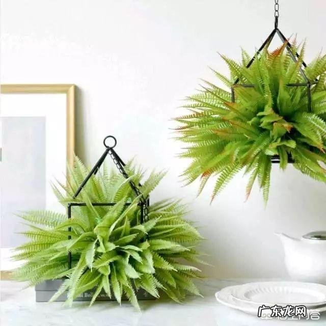 花盆土壤里密密麻麻的小虫怎么办?