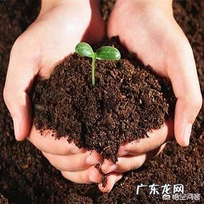 花盆土壤里密密麻麻的小虫怎么办?