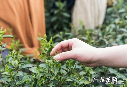 中国是谁最早发现的茶？最早的茶是什么茶？