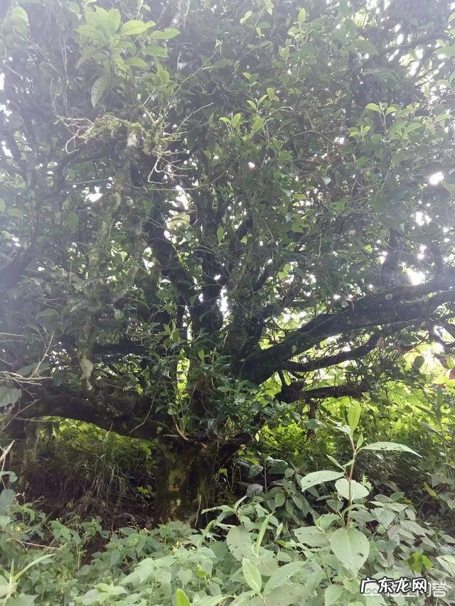 中国是谁最早发现的茶？最早的茶是什么茶？