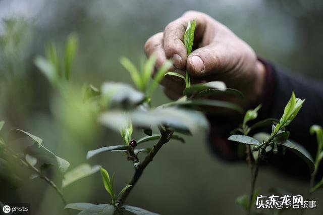 中国是谁最早发现的茶?最早的茶是什么茶?