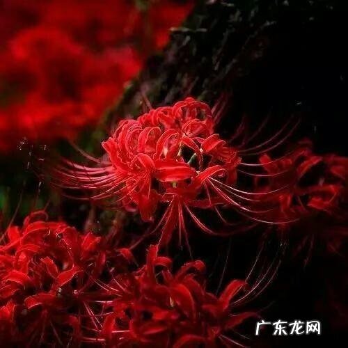 三国十大名将和十大谋士排行榜是怎样的？