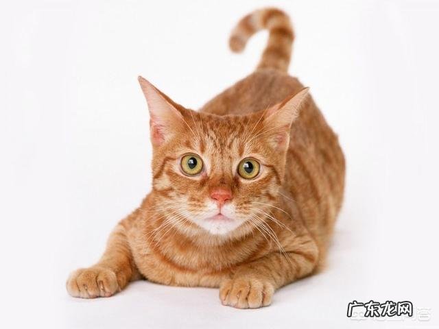 为什么木乃伊怕猫?