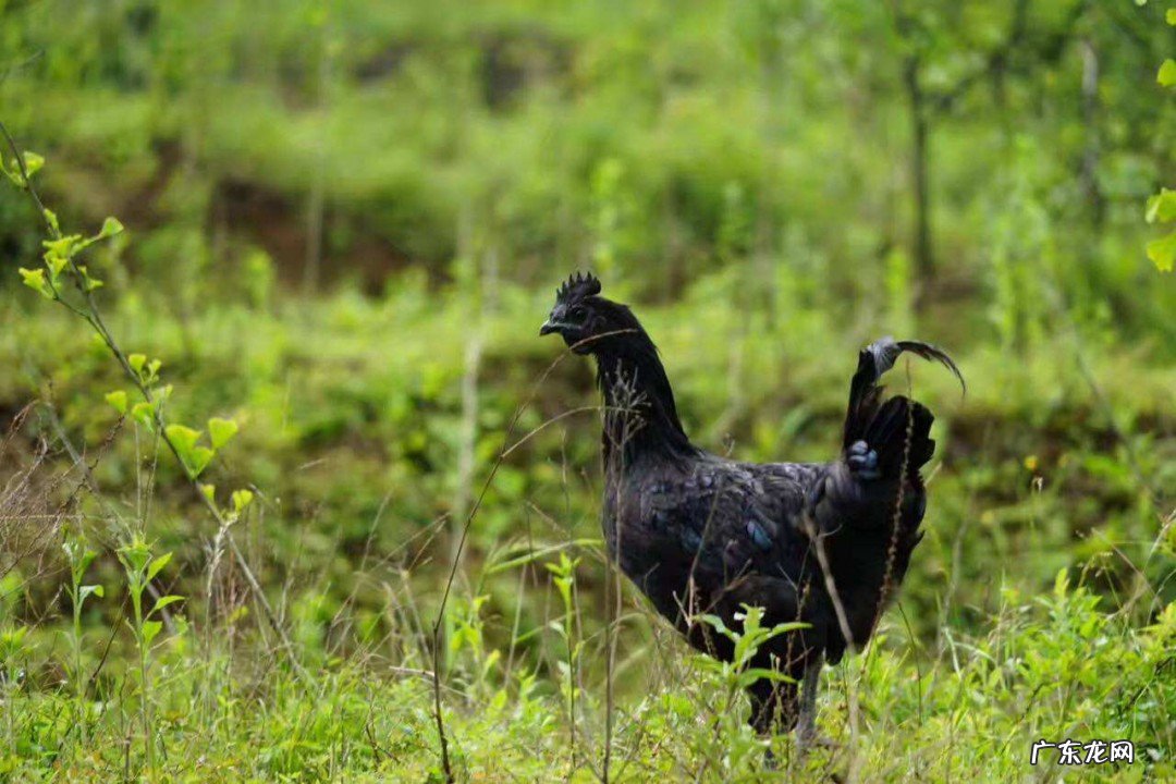 乌鸡的功效和作用