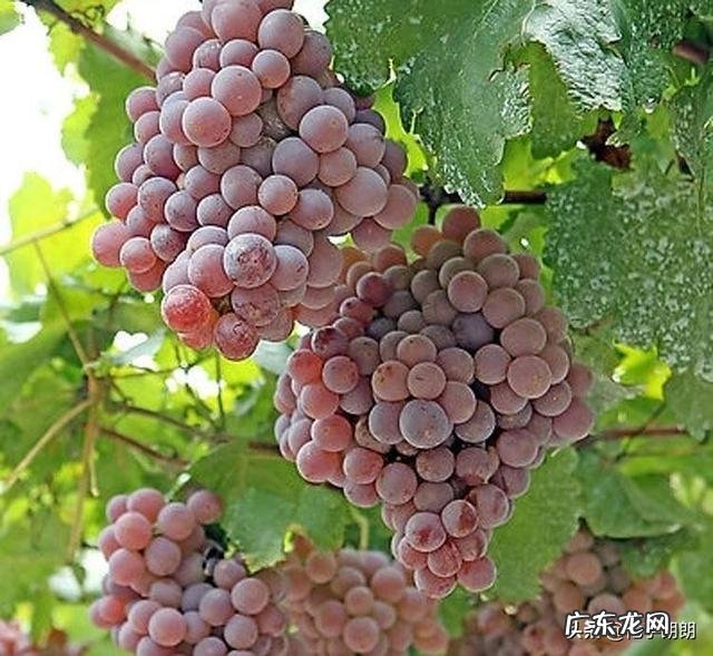 吃葡萄种子有什么好处？