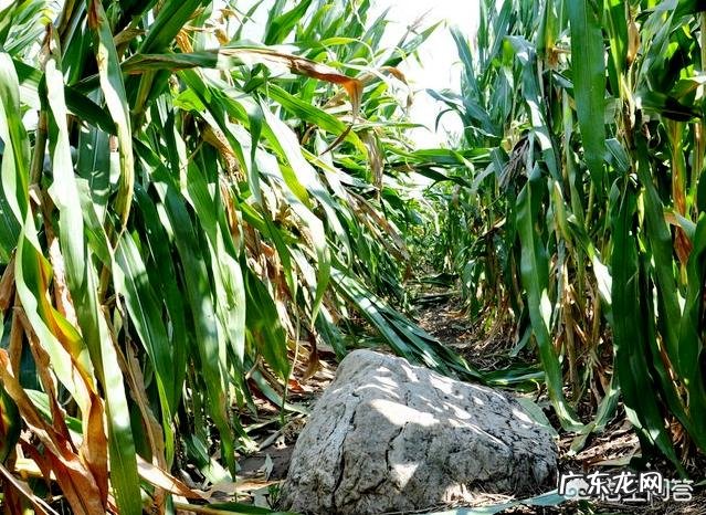 静山是全球最矮的山,仅高0.6米,为何称之为山?