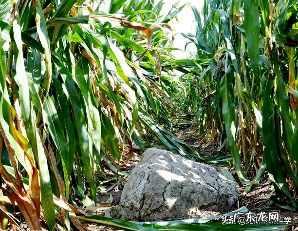 静山是全球最矮的山，仅高0.6米，为何称之为山？