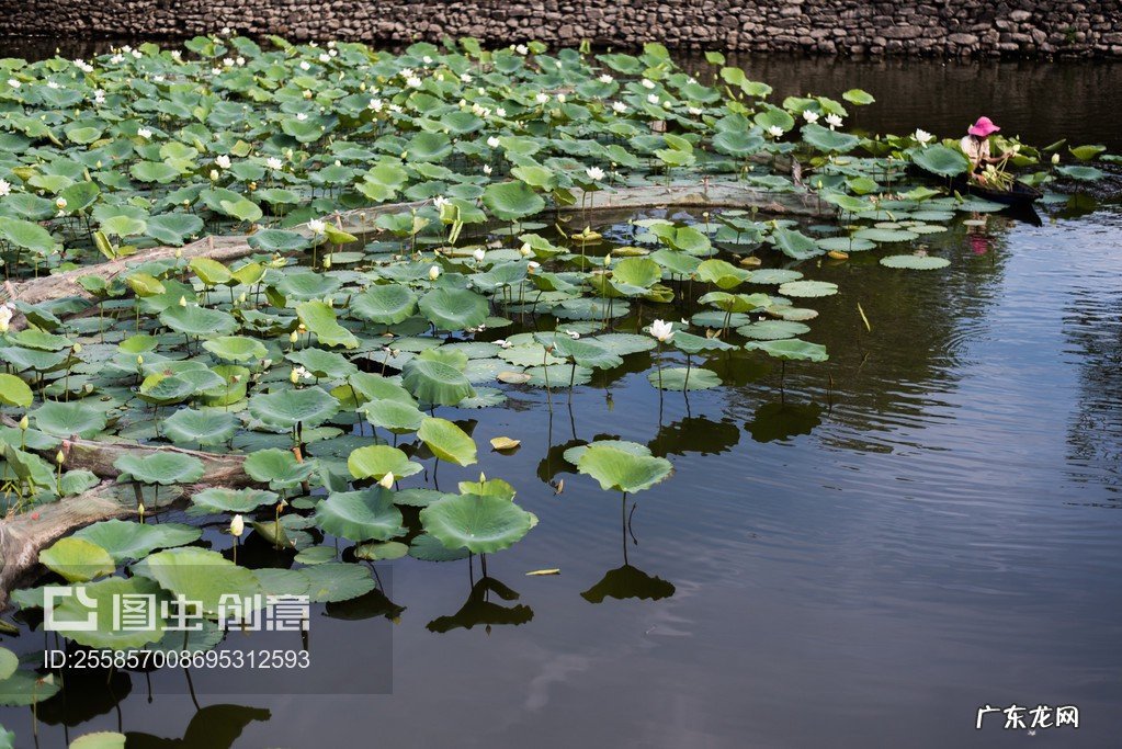 采莲曲王昌龄全文