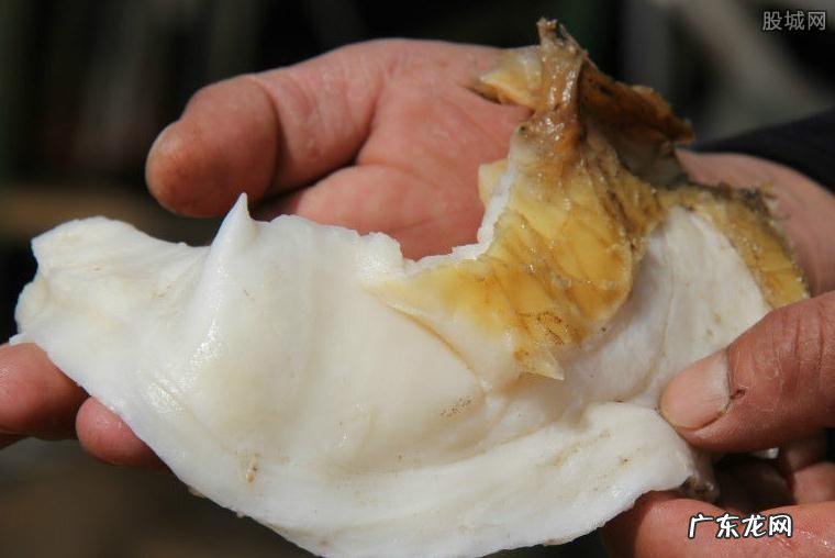 野生太岁肉灵芝作用