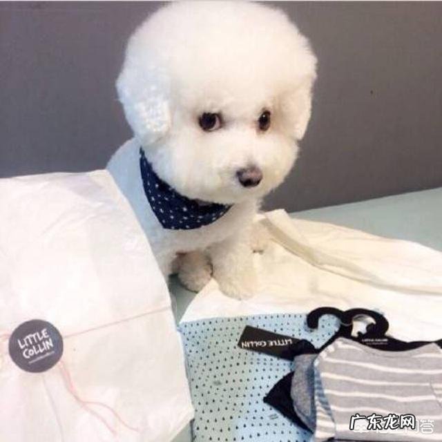 京巴犬特别黏人是什么原因?该怎么解决?