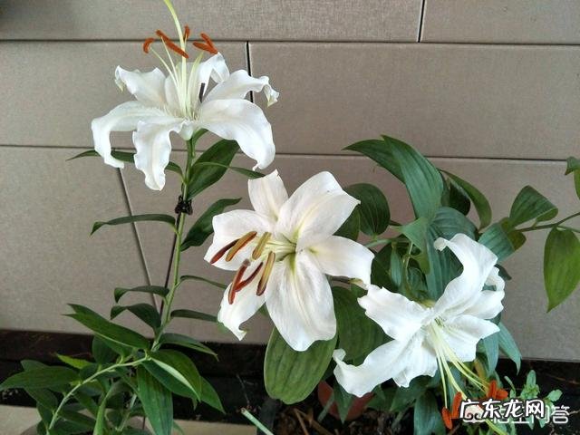 百合有什么功效？