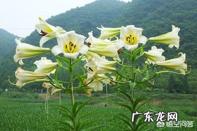 百合有什么功效?