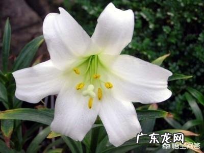 百合有什么功效?