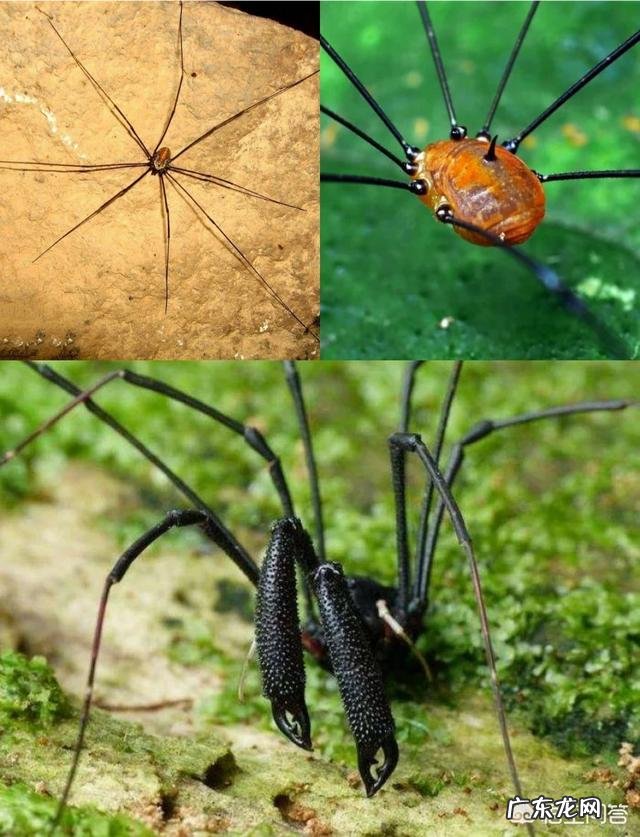 最丑的动物能有多辣眼睛?