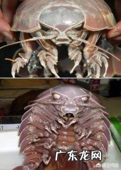 最丑的动物能有多辣眼睛?