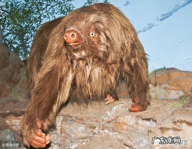 最丑的动物能有多辣眼睛?