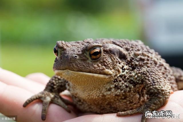 最丑的动物能有多辣眼睛?