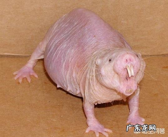 最丑的动物能有多辣眼睛?