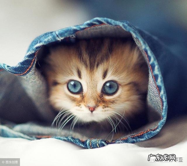 最丑的动物能有多辣眼睛?